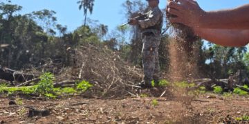 Narcotráfico arrasó bosques y la Senad respondió con reforestación