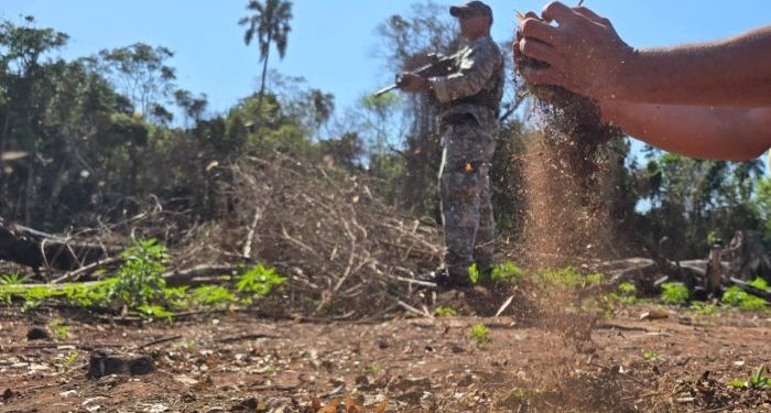 Narcotráfico arrasó bosques y la Senad respondió con reforestación