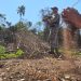 Narcotráfico arrasó bosques y la Senad respondió con reforestación