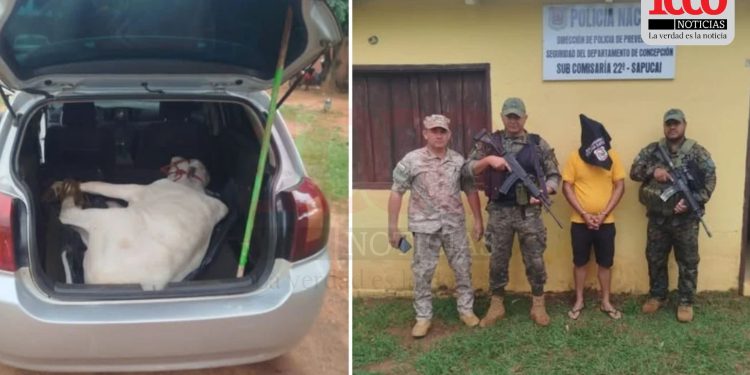 Yby Yaú: detienen a un hombre tras hallar un torito en su automóvil