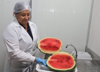 Paraguay concreta la primera exportación de sandías a Uruguay
