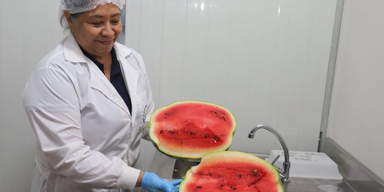 Paraguay concreta la primera exportación de sandías a Uruguay