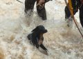 Bomberos rescatan a un perro atrapado en la crecida de un arroyo en Presidente Franco
