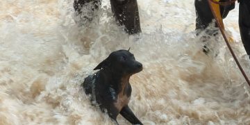 Bomberos rescatan a un perro atrapado en la crecida de un arroyo en Presidente Franco