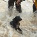 Bomberos rescatan a un perro atrapado en la crecida de un arroyo en Presidente Franco