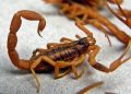 Emiten alerta por 786 casos de picaduras de alacranes en lo que va del año