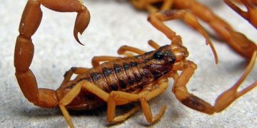 Emiten alerta por 786 casos de picaduras de alacranes en lo que va del año