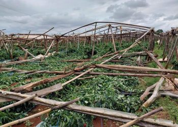 Reportan más de 170 hectáreas de cultivos afectados por temporales en Caaguazú