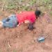 Hallan sin vida a un hombre en una plantación en San Pedro del Paraná