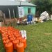 Hallan laboratorio clandestino para producir marihuana tipo wax en Villa Ygatimí