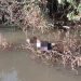 Hallan en el río Acaray el cuerpo de mujer desaparecida en Ciudad del Este
