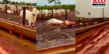 Rayo mata a 23 novillos en Villa Ygatimí