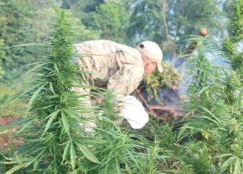 Operativo antidrogas destruye más de 92 toneladas de marihuana en Amambay