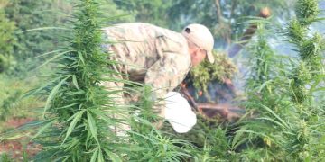Operativo antidrogas destruye más de 92 toneladas de marihuana en Amambay