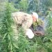 Operativo antidrogas destruye más de 92 toneladas de marihuana en Amambay