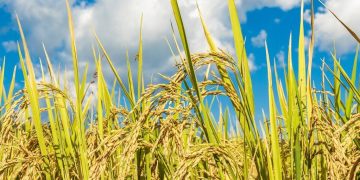 Día Internacional del Arroz: el cultivo genera desarrollo económico y proyecta expandir su producción en Paraguay