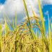 Día Internacional del Arroz: el cultivo genera desarrollo económico y proyecta expandir su producción en Paraguay