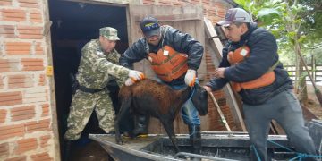 Rescatan a una familia y 40 ovejas aisladas por la crecida del río Paraná