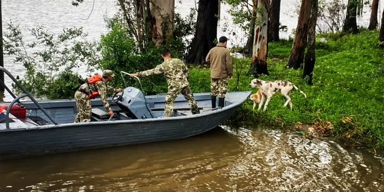 La Armada rescata a mascotas abandonados tras la crecida del río Paraná en Ayolas