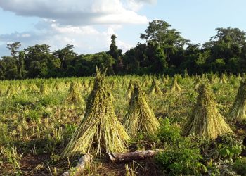 Sésamo paraguayo exportó por USD 38,8 millones y apuesta a la industrialización