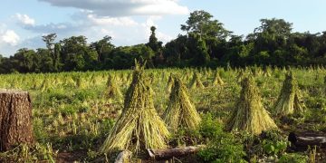 Sésamo paraguayo exportó por USD 38,8 millones y apuesta a la industrialización