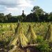 Sésamo paraguayo exportó por USD 38,8 millones y apuesta a la industrialización