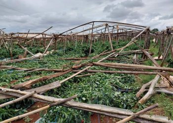 Temporal causa millonarios daños a productores en varias zonas de Caaguazú