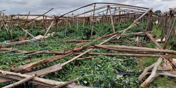 Temporal causa millonarios daños a productores en varias zonas de Caaguazú