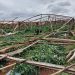 Temporal causa millonarios daños a productores en varias zonas de Caaguazú