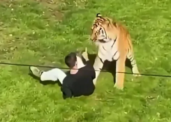 Zoológico británico mantendrá con vida al tigre que mató a un hombre