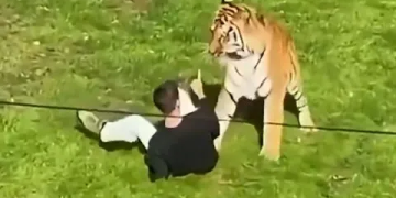 Zoológico británico mantendrá con vida al tigre que mató a un hombre
