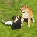 Zoológico británico mantendrá con vida al tigre que mató a un hombre