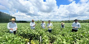 Impulsan el proyecto «Élite de Rinde» para validar el potencial de la soja y el maíz