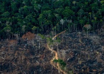 Amazonía brasileña en su nivel más bajo desde 1988