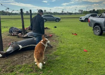 Un rayo mató a cuatro caballos de polo y dejó herido a un cuidador en Argentina