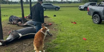 Un rayo mató a cuatro caballos de polo y dejó herido a un cuidador en Argentina