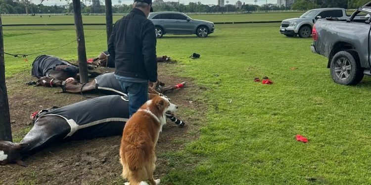 Un rayo mató a cuatro caballos de polo y dejó herido a un cuidador en Argentina