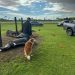 Un rayo mató a cuatro caballos de polo y dejó herido a un cuidador en Argentina