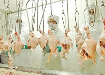 Exportación de carne aviar paraguaya creció 72% y llegó a USD 14,3 millones