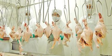 Exportación de carne aviar paraguaya creció 72% y llegó a USD 14,3 millones