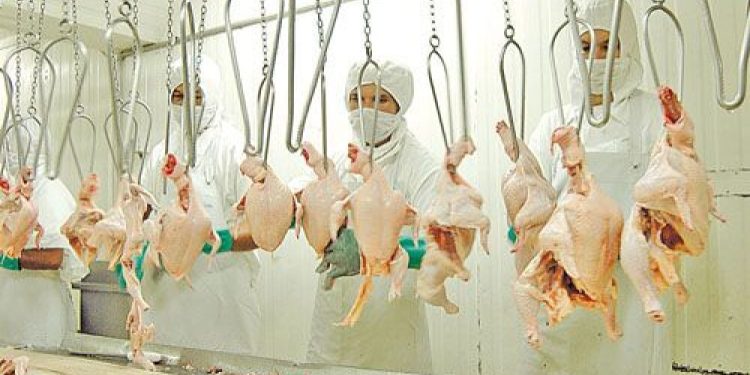 Exportación de carne aviar paraguaya creció 72% y llegó a USD 14,3 millones
