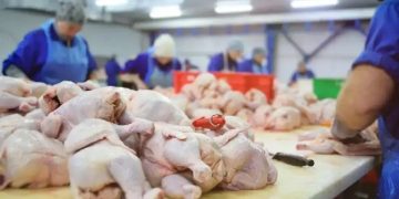 El pollo supera por primera vez a la carne vacuna en el consumo argentino