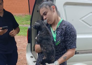 Rescatan a perro con graves lesiones tras denuncia por maltrato animal en Ñemby