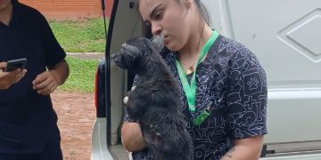 Rescatan a perro con graves lesiones tras denuncia por maltrato animal en Ñemby