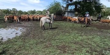 Recuperaron 90 vacunos denunciados como faltantes en Ñeembucú