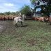Recuperaron 90 vacunos denunciados como faltantes en Ñeembucú