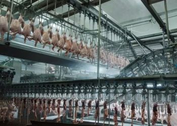 Senacsa prohíbe temporalmente el ingreso de aves y productos avícolas desde Santa Catarina