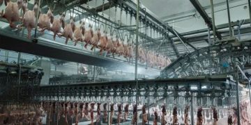 Senacsa prohíbe temporalmente el ingreso de aves y productos avícolas desde Santa Catarina