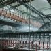Senacsa prohíbe temporalmente el ingreso de aves y productos avícolas desde Santa Catarina