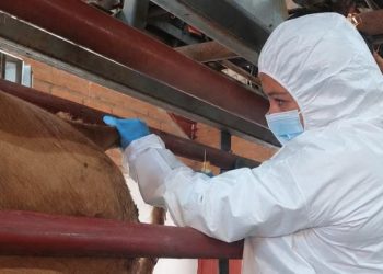 Francia confirma el primer caso humano en el mundo del virus Shamonda tras fallecimiento del paciente